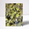 Merja Bioproducts Mountain Tea Bunch - Image 2